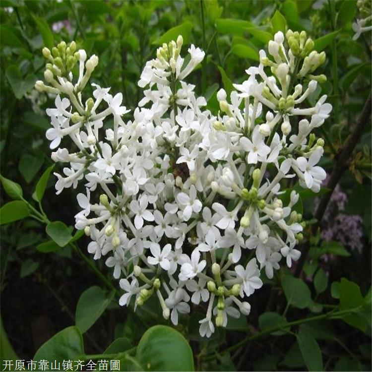 辽宁基地出售 热销暴马丁香 10公分暴马丁香价格 现挖现卖