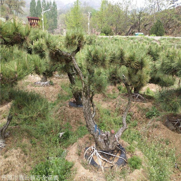 造型油松树苗 齐全苗圃 天津厂家发货周期快 产地直供 量大实惠