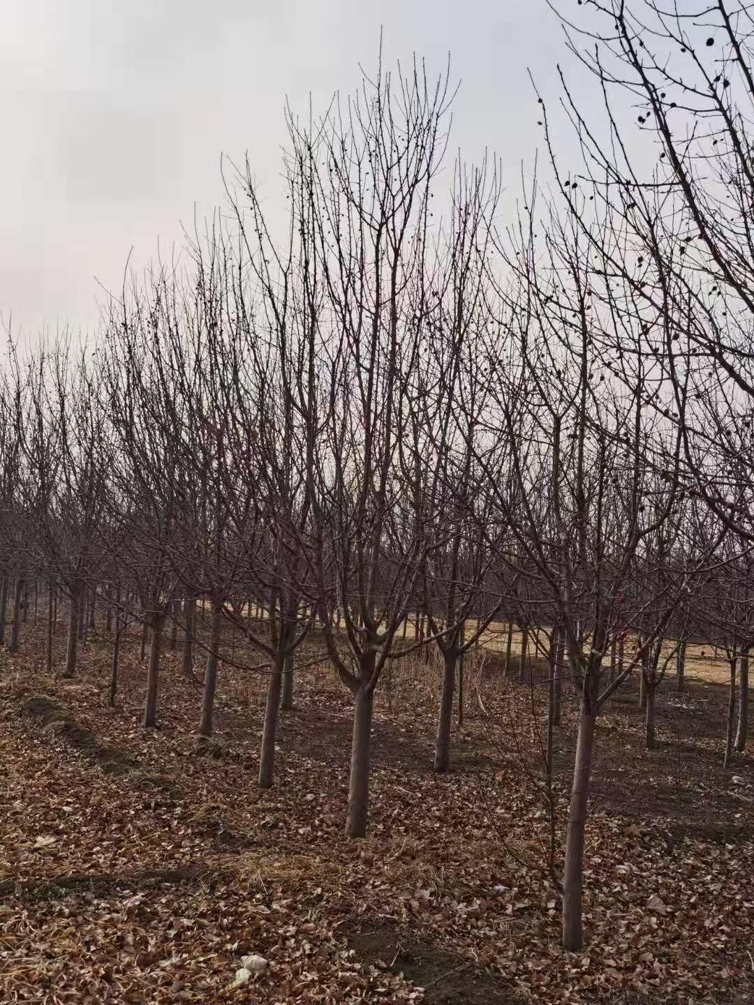 齐全供应王族海棠苗 王族海棠为3年生苗 耐贫瘠且抗寒