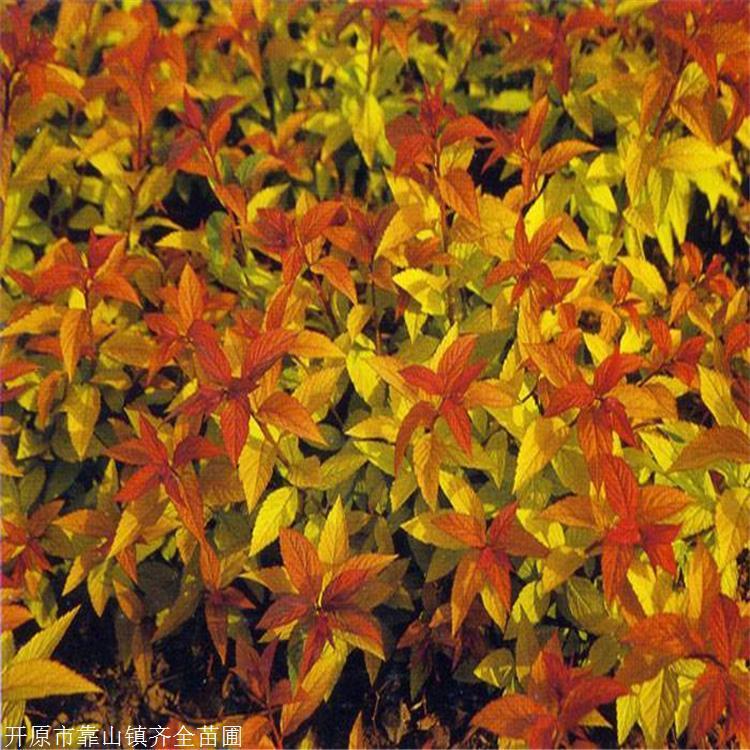 产地供应 金焰绣线菊 金焰绣线菊杯苗 东北落叶灌木 齐全苗圃