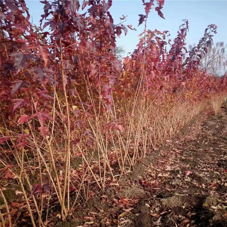 丛生茶条槭批发 丛生绿化树种 阳性树种 艺城苗圃种植