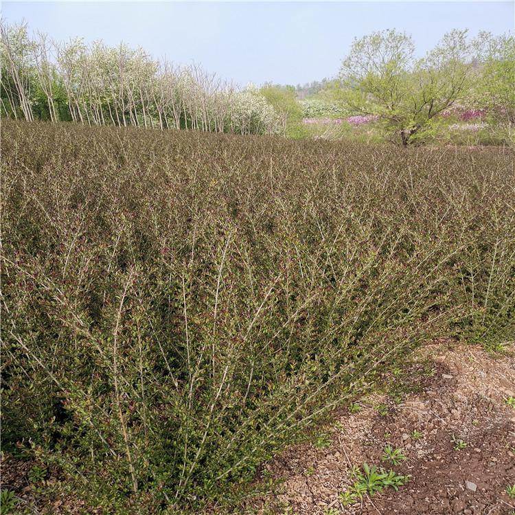 耐寒苗品 水腊球 紫叶水蜡供应 欢迎实地勘察