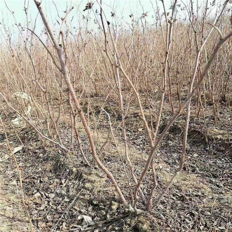 供应 丛生珍珠梅  东北播种小苗 苗木基地直发