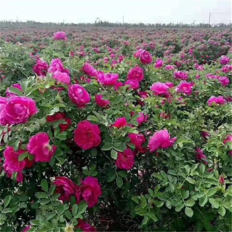齐全苗圃 四季玫瑰 四季玫瑰花苗 本地批发四季玫瑰小苗价格