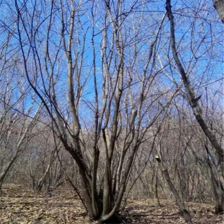 丛生茶条槭 茶条槭 丛生茶条槭批发