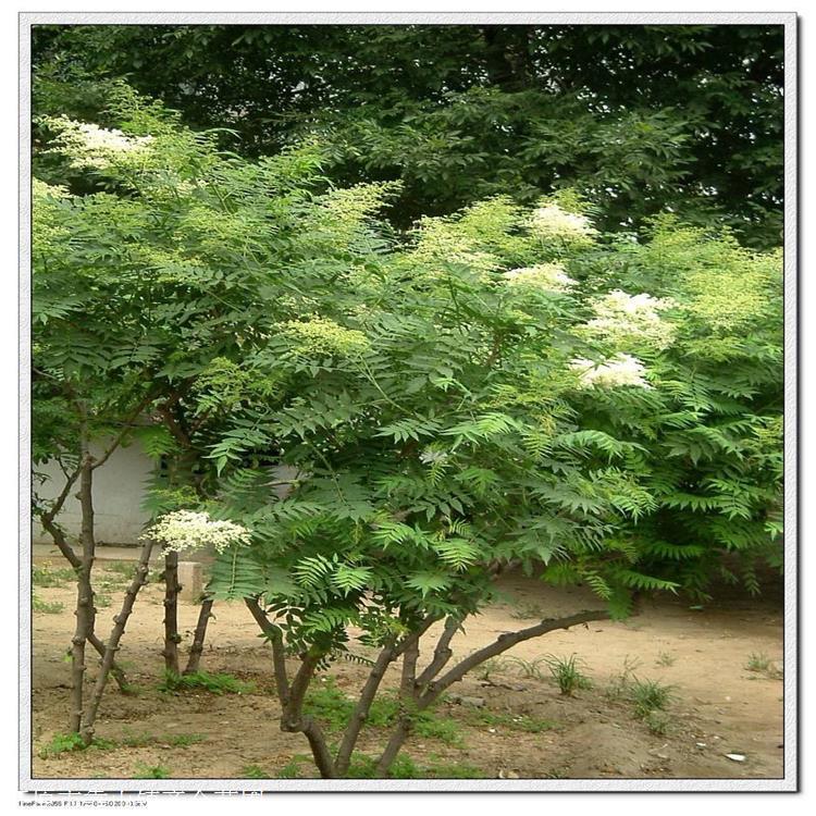 供应 丛生珍珠梅 量大价优供应 绿化小苗繁育基地