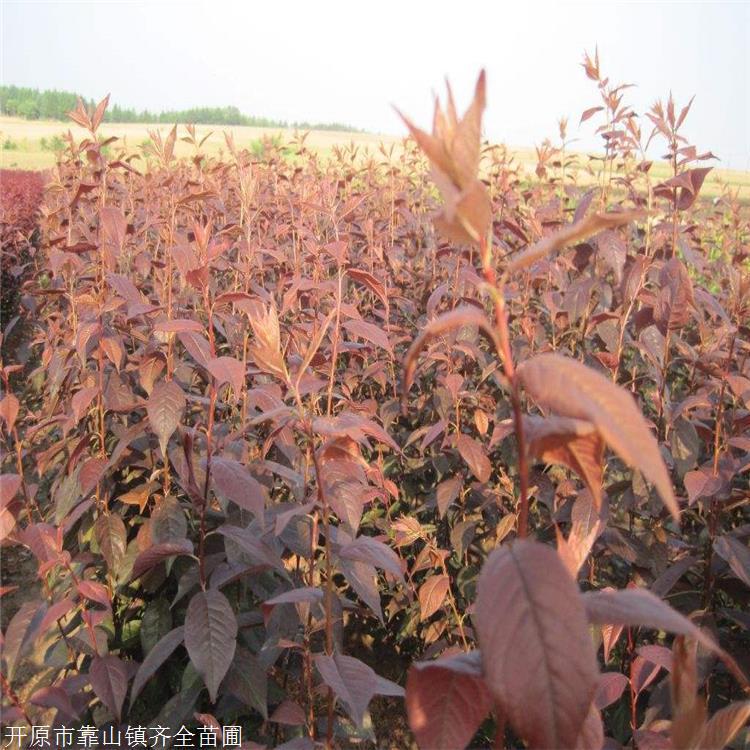 开原基地直销 热卖紫叶稠李 红叶稠李2年苗 原产于北美洲