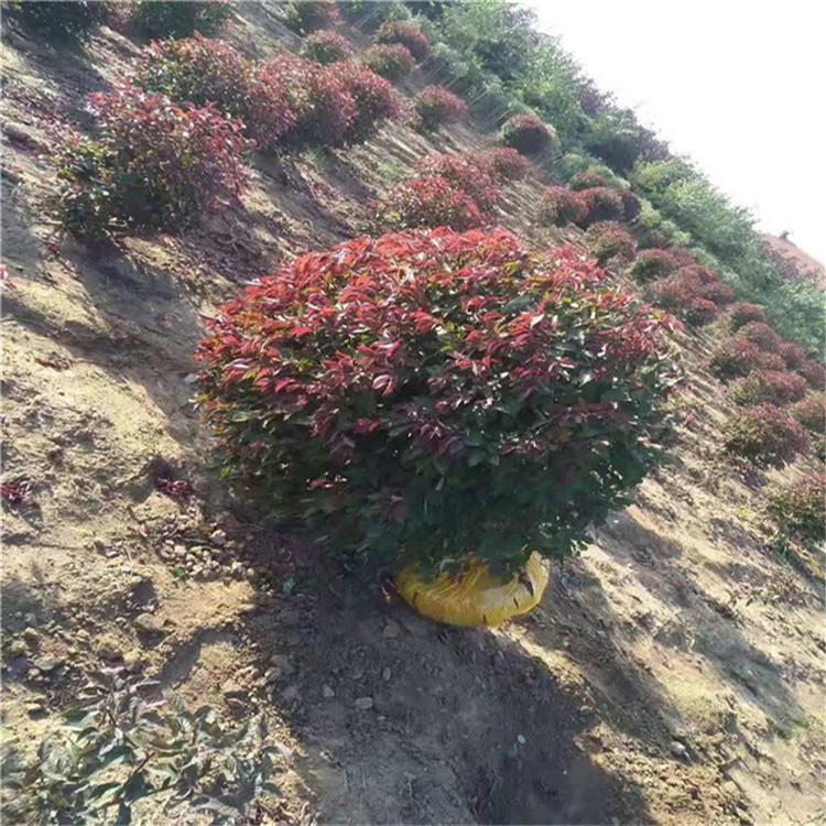齐全苗圃 苗木种植基地 绿化工程树苗 产地直供 量大价优