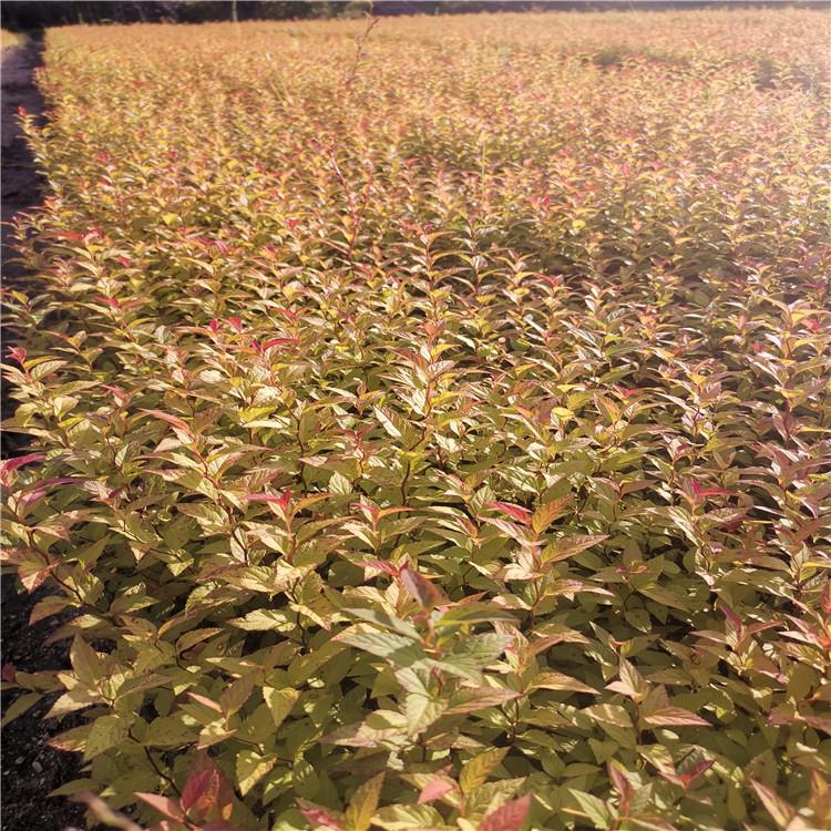 现货_热销绣线菊苗 金山绣线菊基地 东北落叶灌木