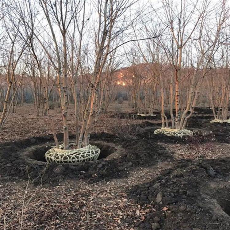 齐全苗圃现苗 山桃稠李 山桃稠李2年苗 北方彩叶树种