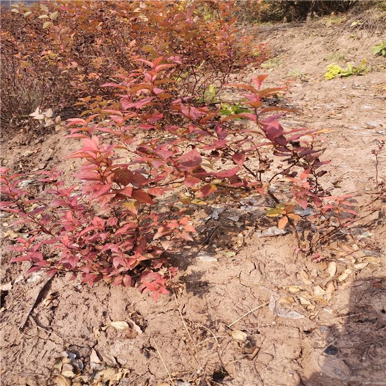 现货 金焰绣线菊 齐全苗圃 绣线菊批发 辽宁开原花灌木