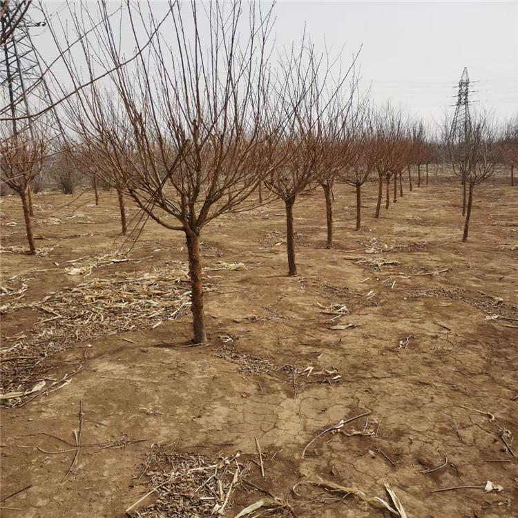 齐全苗圃现苗 山桃稠李苗 基地直销品相好 叶片变色期较长