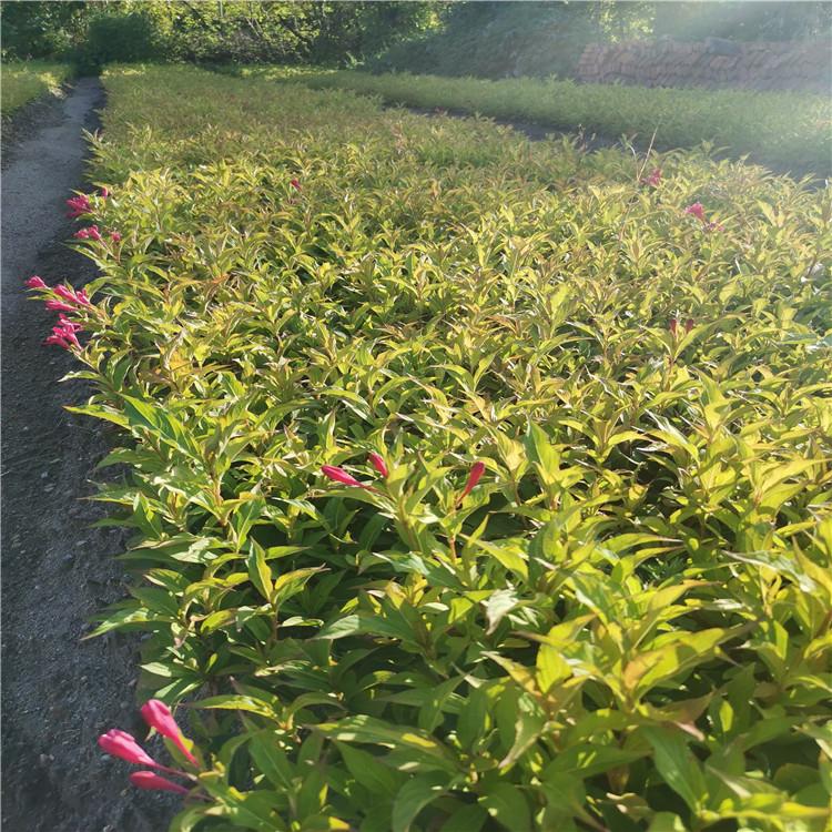 铁岭苗圃供应 批发红王子锦带 红王子锦带花苗 辽宁开原苗圃