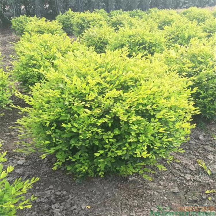 地接金叶榆树苗 金叶榆球价格 金叶榆厂家直销