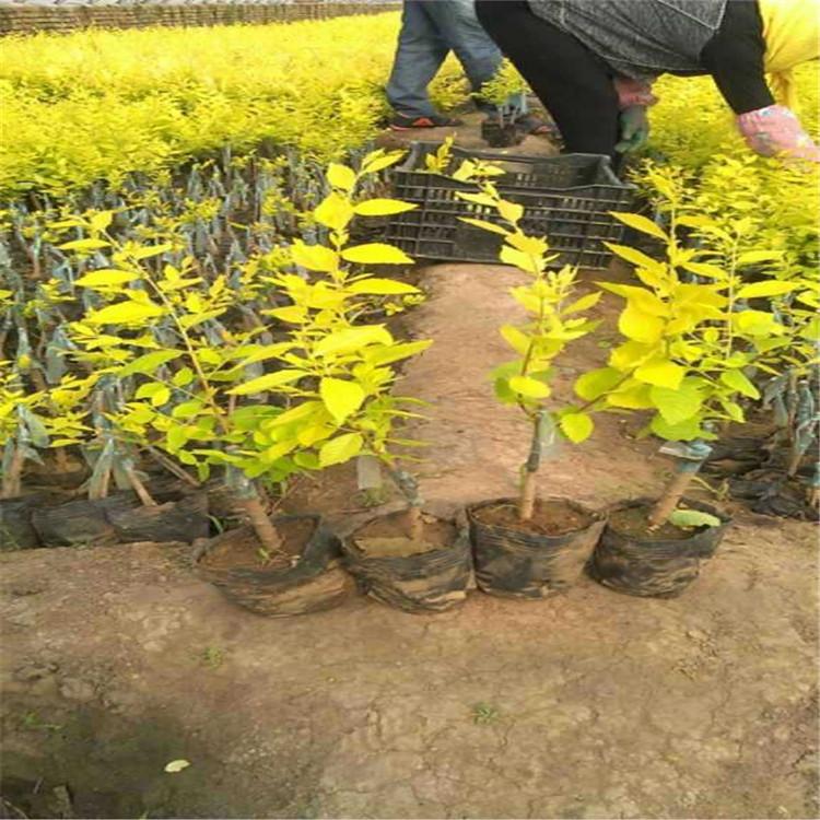 齐全苗圃 苗木种植基地 绿化工程树苗 产地直供 量大价优