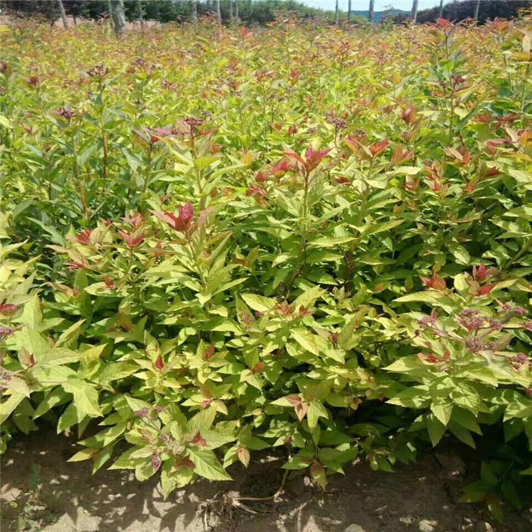 现货供应_热销绣线菊苗 金山绣线菊基地 东北落叶灌木