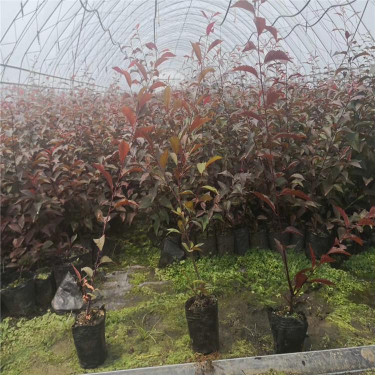 开原基地直销 紫叶稠李苗 基地直销品相好 彩叶树种