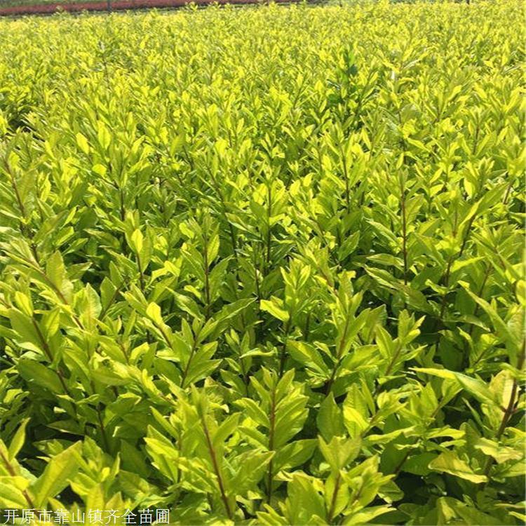 耐寒苗品 水腊球 紫叶水蜡供应 苗农直接发货