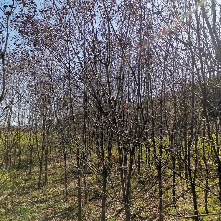 丛生茶条槭批发 存活率高 齐全苗圃