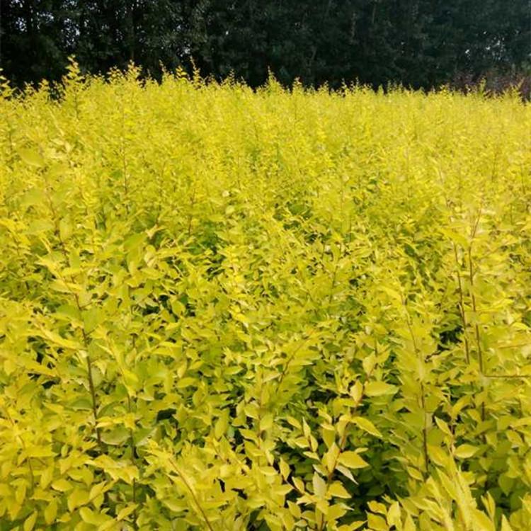 辽宁金叶榆苗批发基地 选开原齐全苗圃