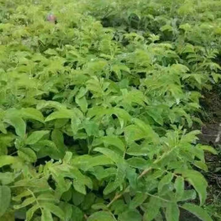 锦带球 红王子锦带球 开原基地直供 规格全 价格优