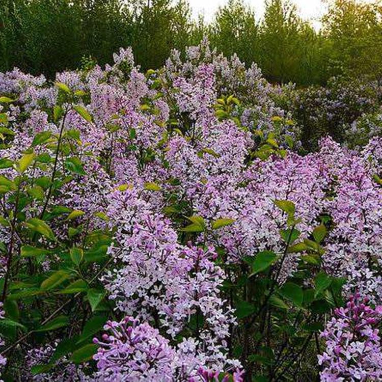 铁岭紫丁香球批发 开原苗圃直销
