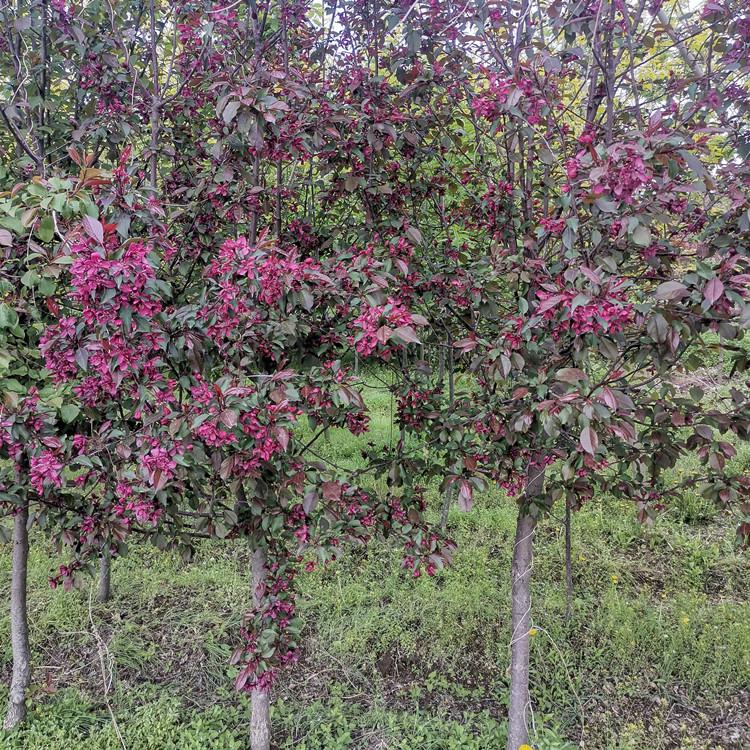 红叶李树 紫叶李