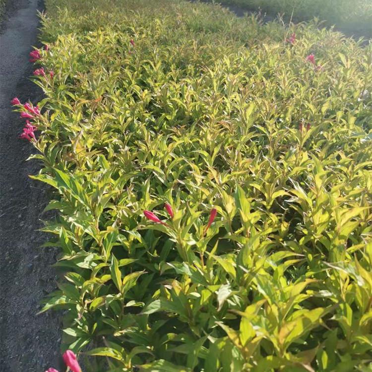 齐全苗圃三角枫球 工程绿化苗 三角枫基地现货供应 