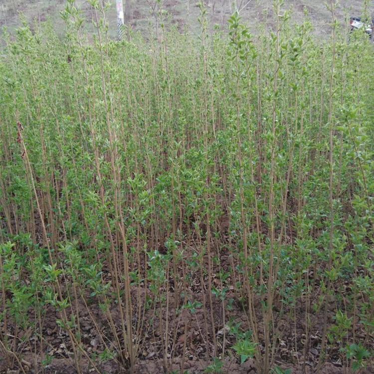 红瑞木杯苗 丛生红瑞木 基地直销
