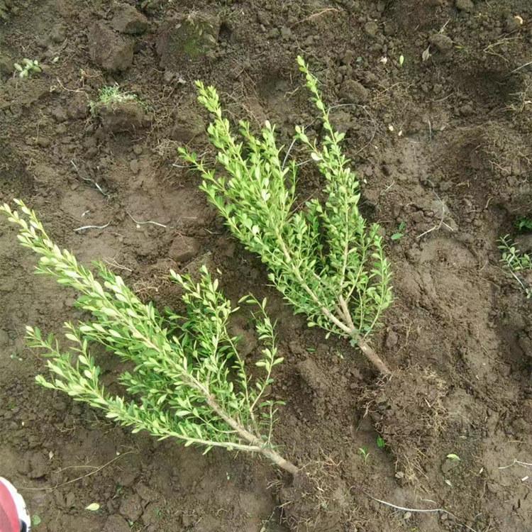 卫矛苗卫矛球 卫矛杆球 出售优质卫矛球  苗圃直发