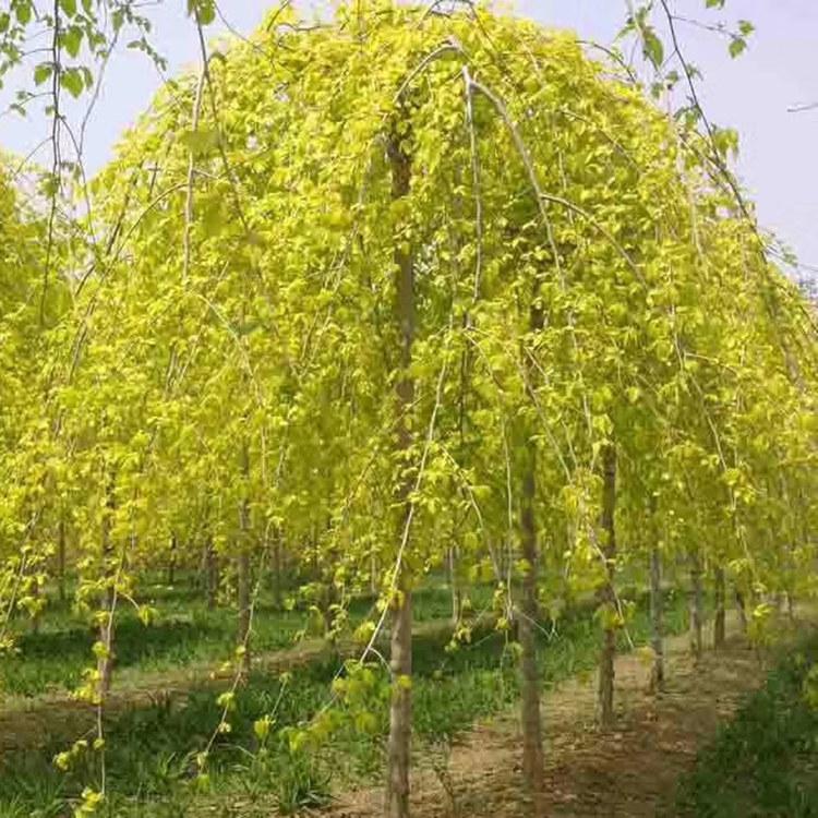 柏树苗 柏树木苗 雁柏球苗