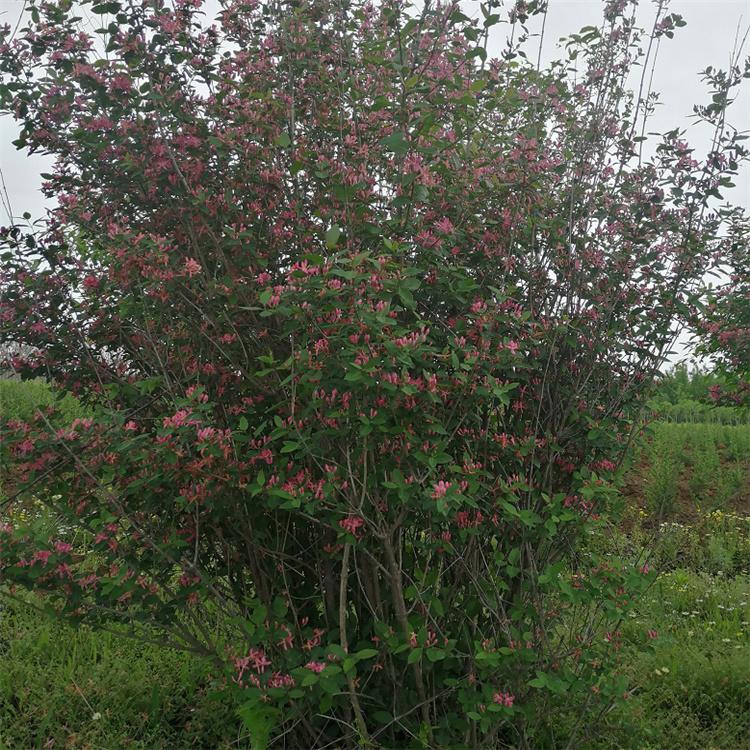 蓝叶忍冬 美景苗圃供应耐寒蓝叶忍冬 彩叶灌木