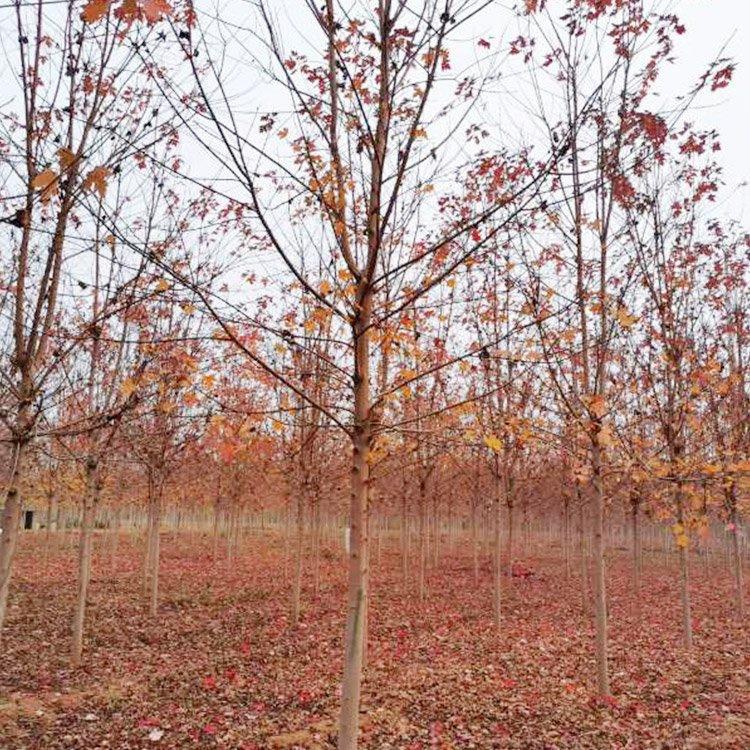 美国红枫 城市绿化红枫 适应性强 美景苗圃
