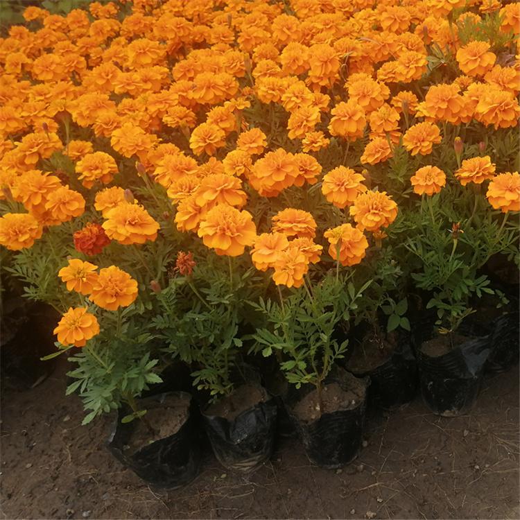 孔雀草批发 万寿菊采购 矮牵牛 美景苗圃直供