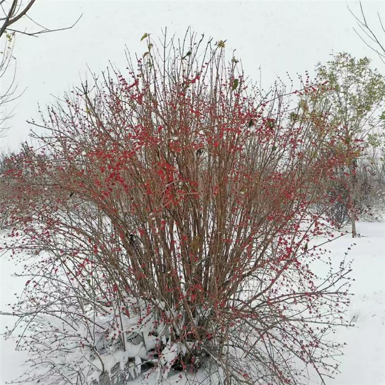 金银木 金叶忍冬批发 落叶灌木 美景苗圃供应