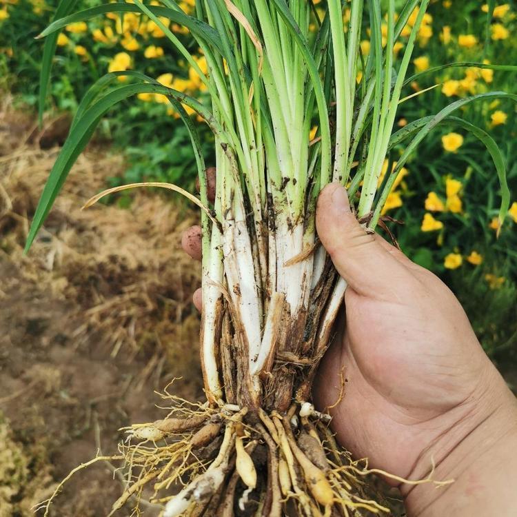 金娃娃萱草 绿化小苗 美景苗圃供应 公园广场绿植装饰