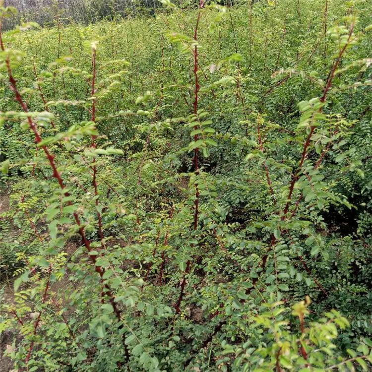 黄刺玫小苗 丛生黄刺玫 美景苗圃供应 绿化苗木 