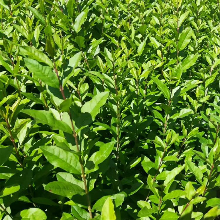 水蜡杯苗 金叶水蜡杯苗 紫叶水蜡杯苗 美景苗圃供应绿化小苗