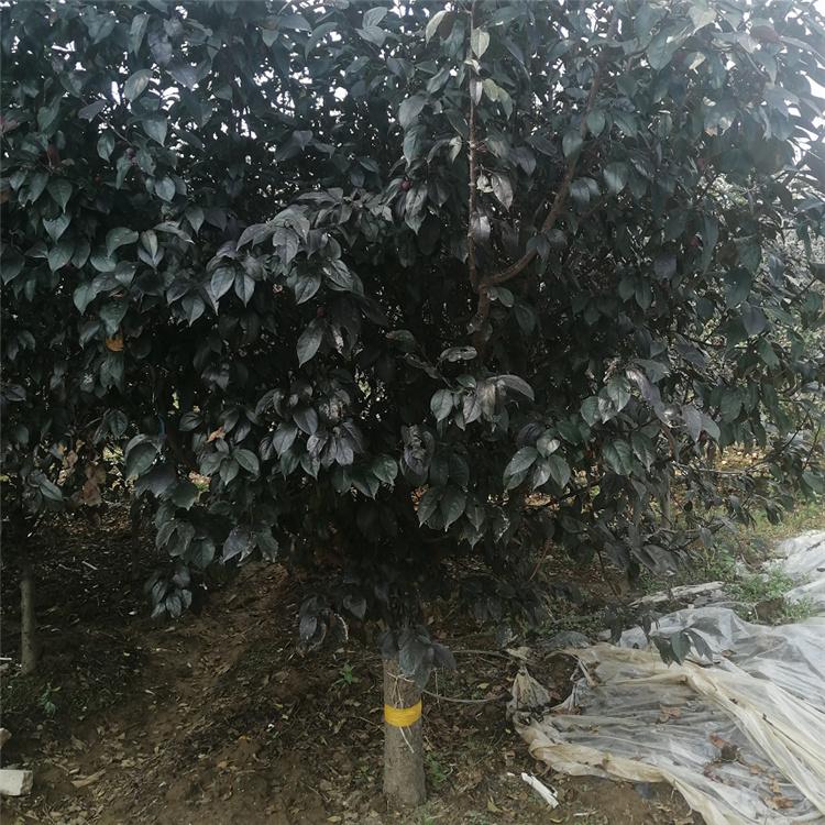 光辉海棠 王族海棠树 耐寒耐旱 产果绿化 美景苗圃