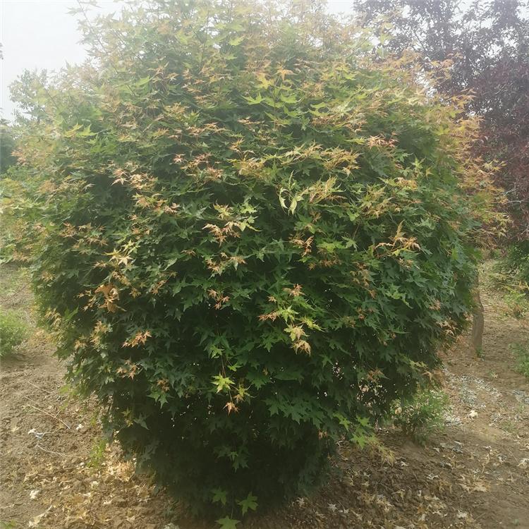 五角枫球 美景苗圃供应  五角枫绿化造型球