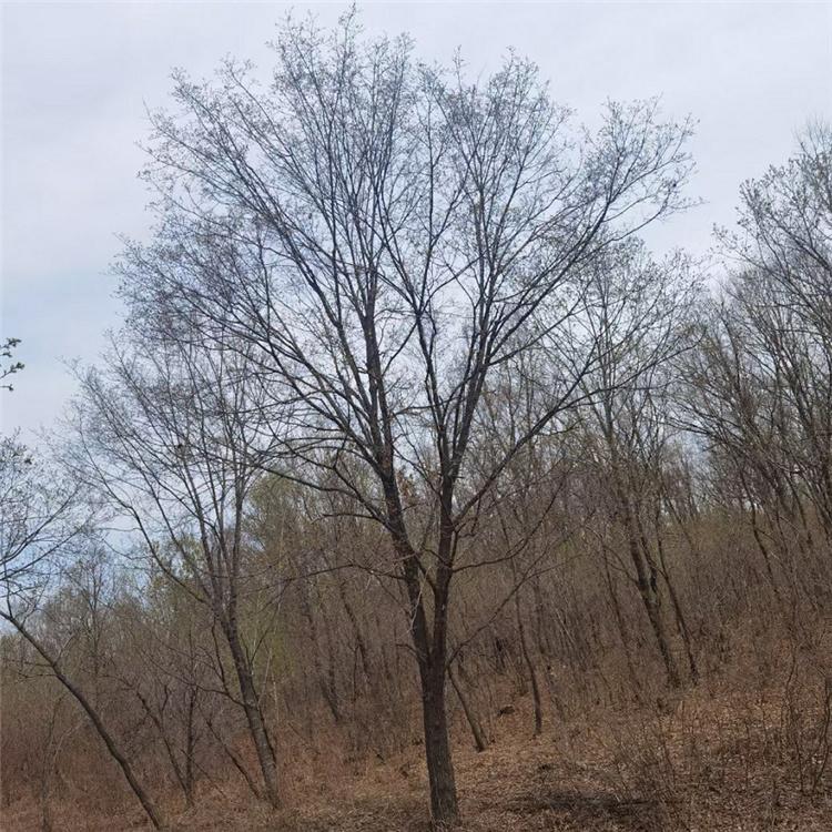 五角枫树 丛生五角枫 9公分五角枫 美景苗圃批发