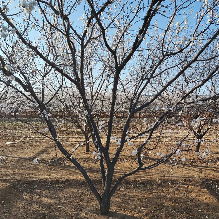 山杏树 山杏树批发 大杏树培育基地 美景苗圃