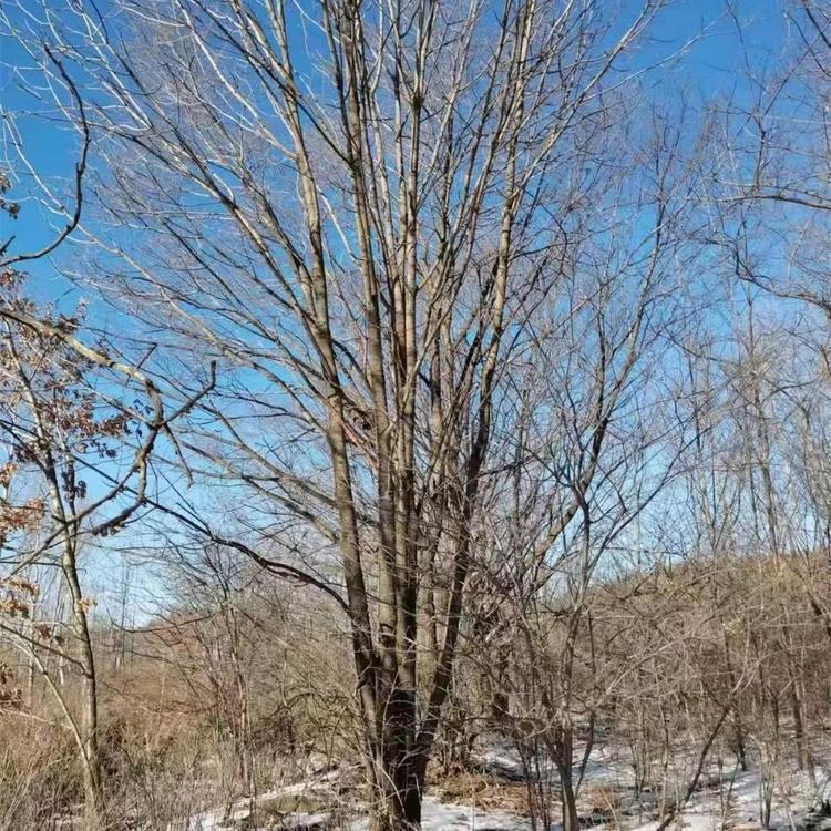 水曲柳树 落叶乔木 美景苗圃 丛生水曲柳 园林别墅绿化苗木