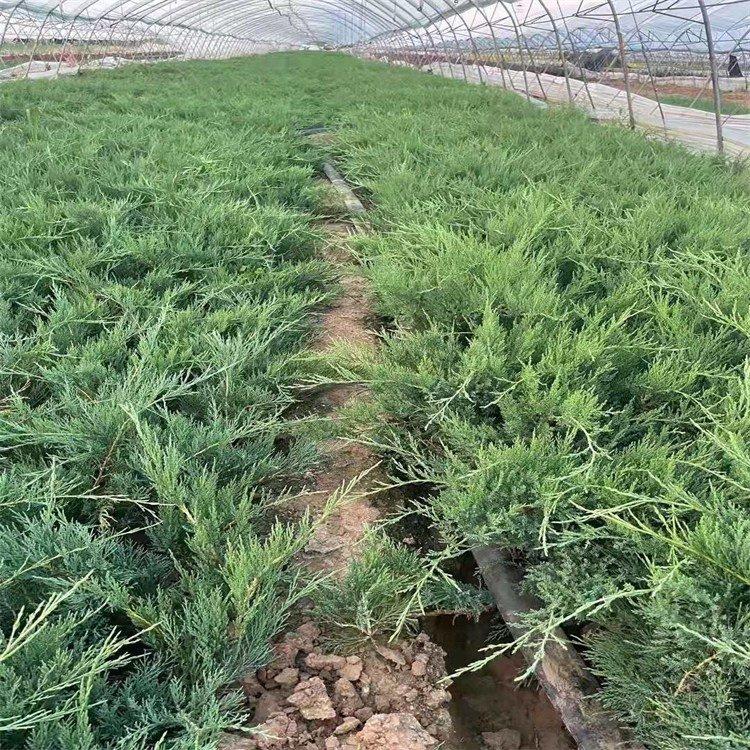 沙地柏杯苗 耐寒耐旱 绿化小苗 沙地柏小苗