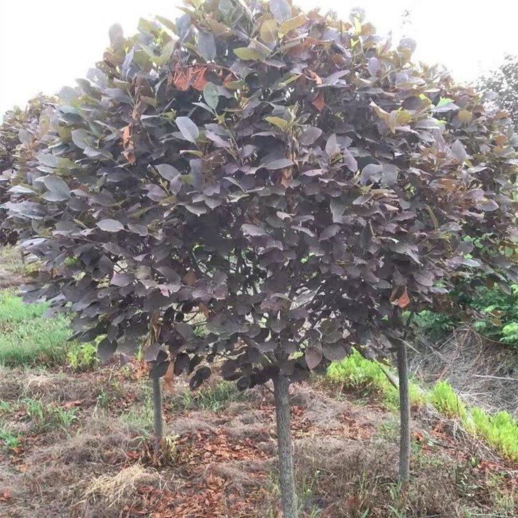 紫叶稠李球 彩叶造型球 冠幅100-300cm 美景苗圃