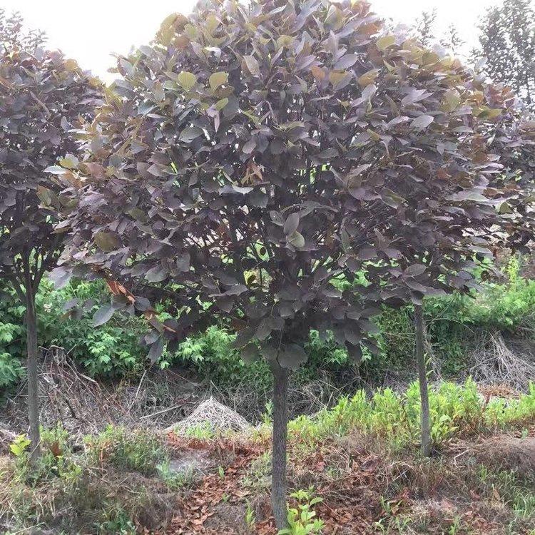 紫叶稠李球 彩叶造型球 冠幅100-300cm 美景苗圃