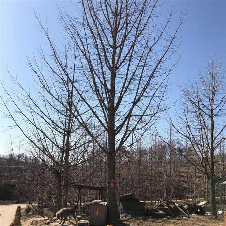 银杏树 园林绿化风景树 厂区绿化苗木 16公分银杏树供应