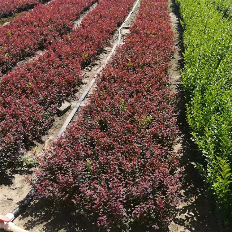 紫叶小檗 紫叶小檗小苗 精选苗木基地 美景苗圃
