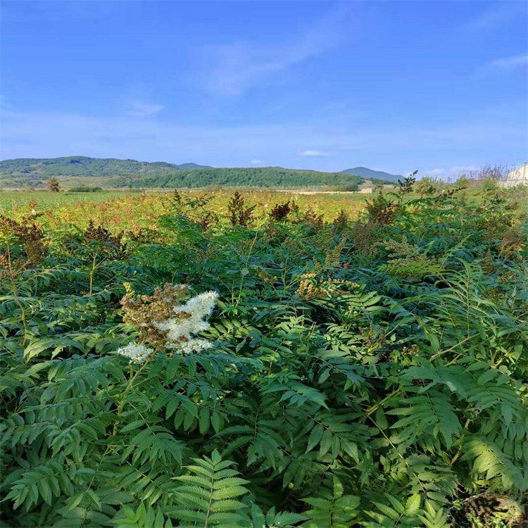 珍珠梅 40公分高珍珠梅 花形酷似梅花 耐寒