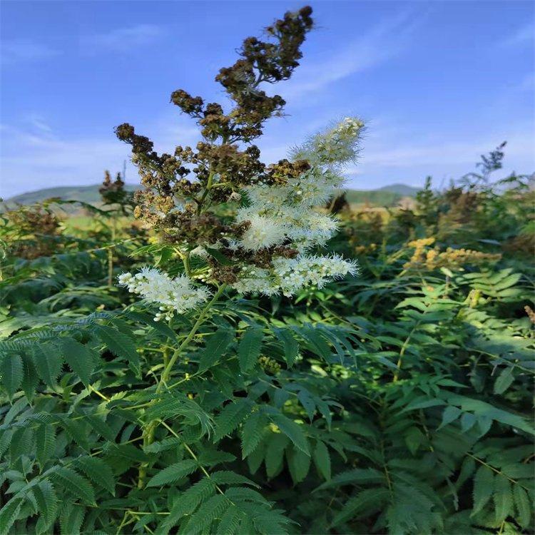 珍珠梅 40公分高珍珠梅 花形酷似梅花 耐寒